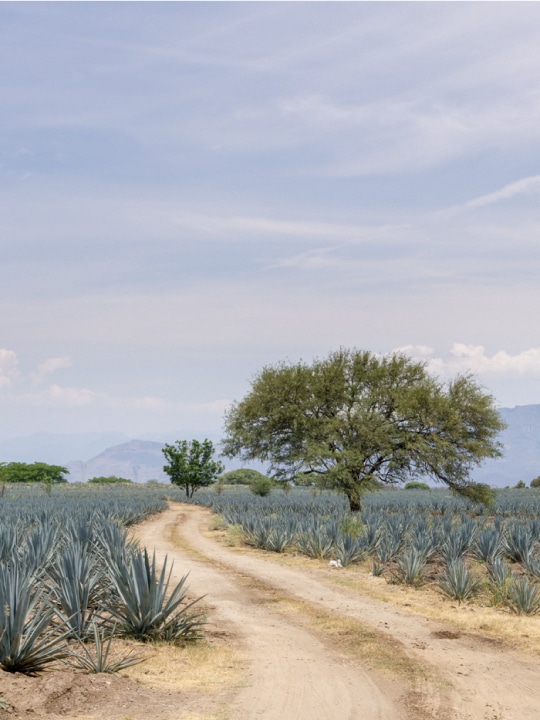Hiatus Tequila Agave Field